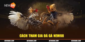 cách tham gia đá gà new88