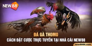 Đá Gà Thomo - Cách Đặt Cược Trực Tuyến Tại Nhà Cái NEW88