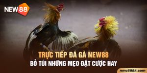 Trực Tiếp Đá Gà New88 - Bỏ Túi Những Mẹo Đặt Cược Hay