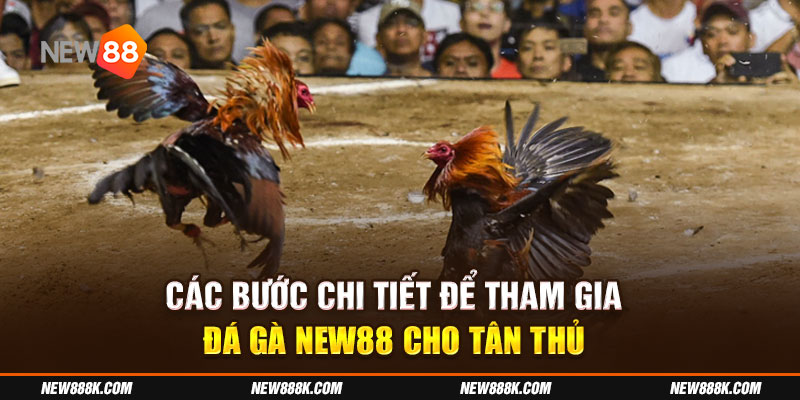 Các bước chi tiết để tham gia đá gà tại New88 cho tân thủ