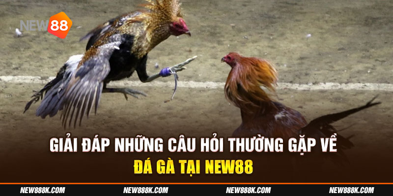 Giải đáp những câu hỏi thường gặp về đá gà tại New88