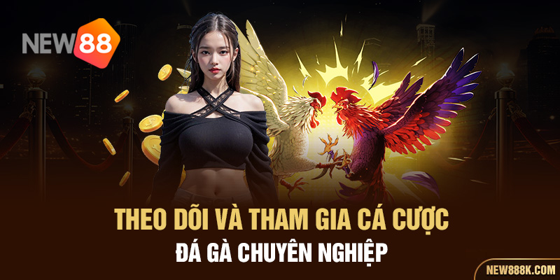 Theo dõi và tham gia cá cược đá gà chuyên nghiệp 